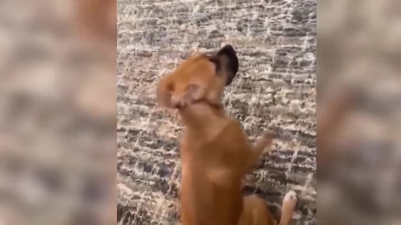 I was crying 🤣🤣🤣 Funny animal videos