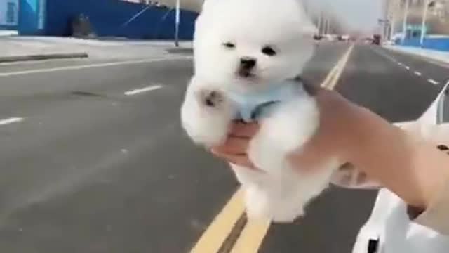 Lovely Baby Dog, Cute dog