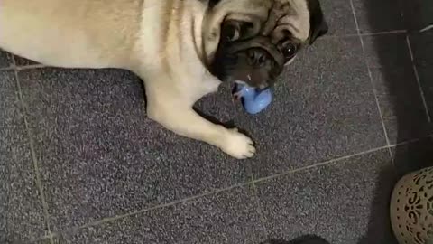 playful pug