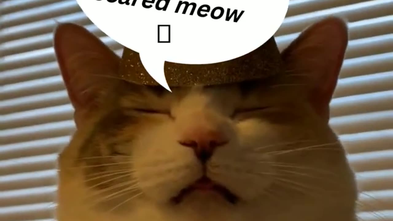 Top Funniest Animal Videos of 2022 // Cat Reaction #shorts #cats #funny