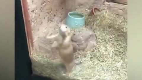 baby happy to see guinea pig