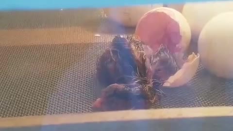 Slowly hatches