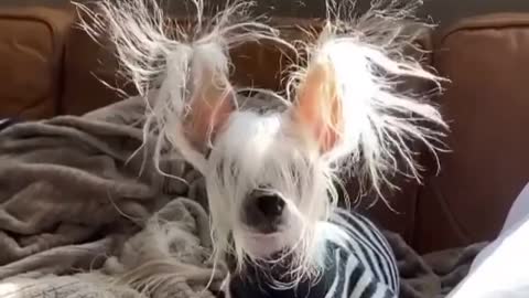 This is lady gaga dogs or what !