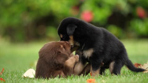 puppies having fun1