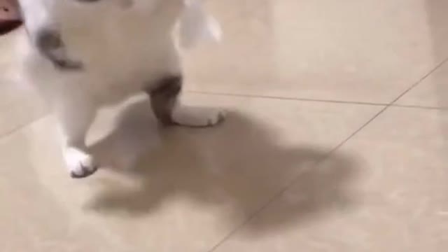 stick paper on the kitten's paw