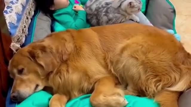 funny video cat and dog