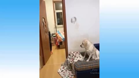 animals funny - moments