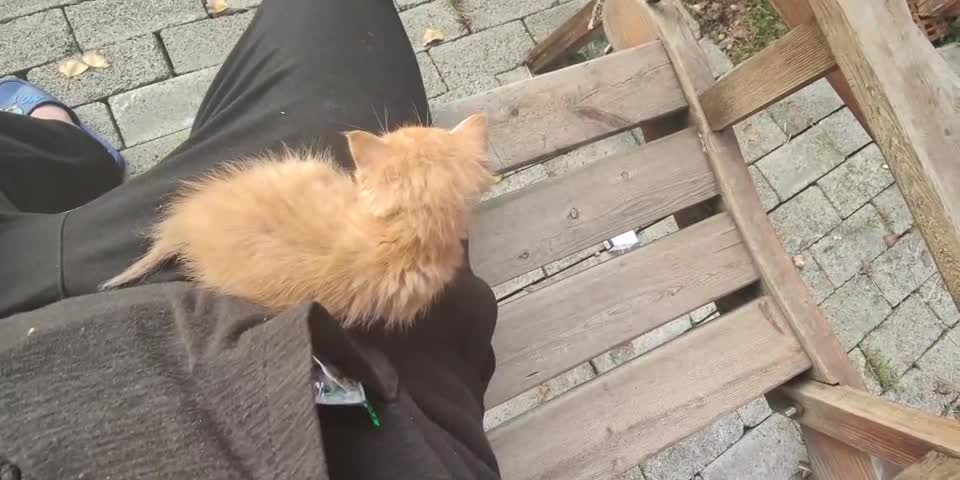 The kitten sat on its owner's trousers