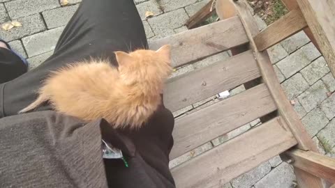 The kitten sat on its owner's trousers