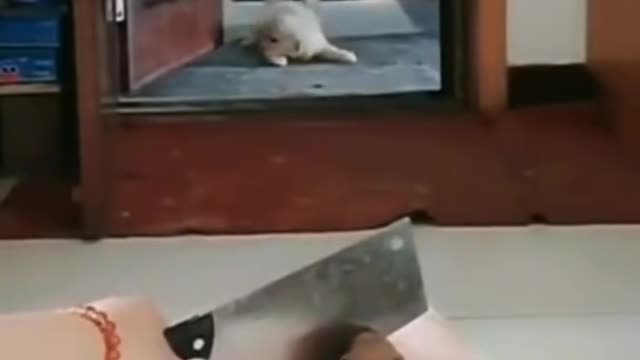 dog and fun