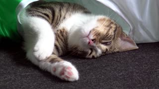 Laidback Little Sweetheart Hides in Cat Tunnel