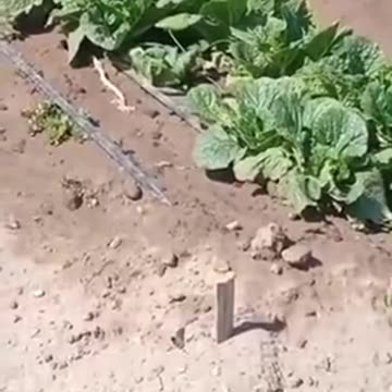 Did Bugs Bunny try to steal it?