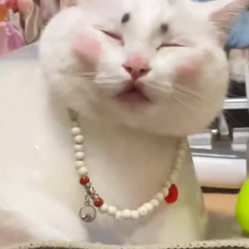 Fanny cat videos | kitty cat video | Cute cat videos | Pet Animal videos