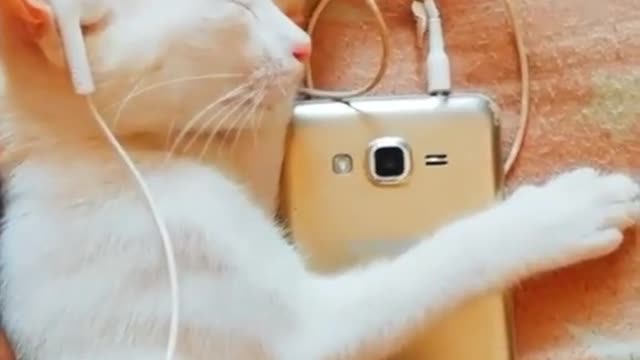 Cute cat whatsapp status video |