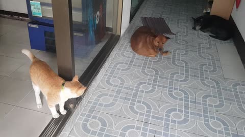 Cat and dogs at my apartment