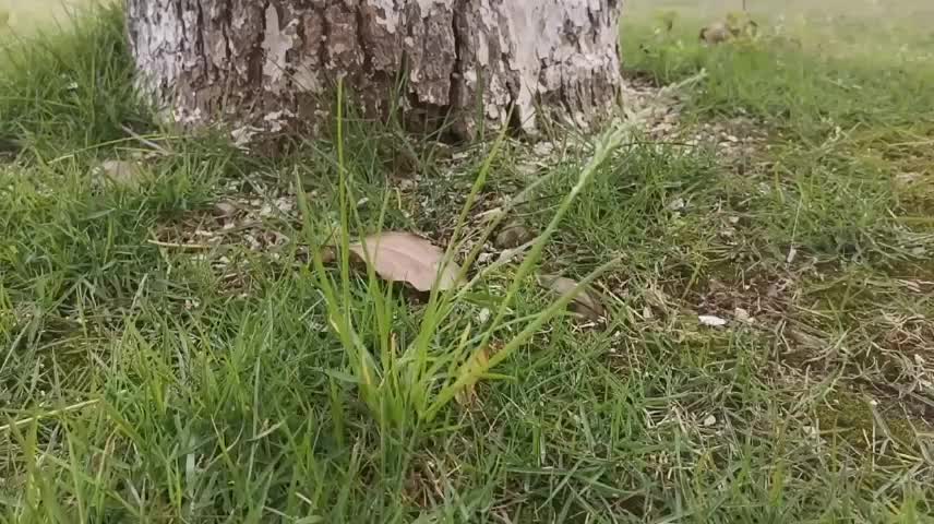 grass under tree