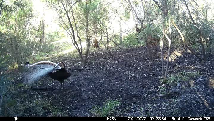 Superb Lyrebirds Mating Ritual