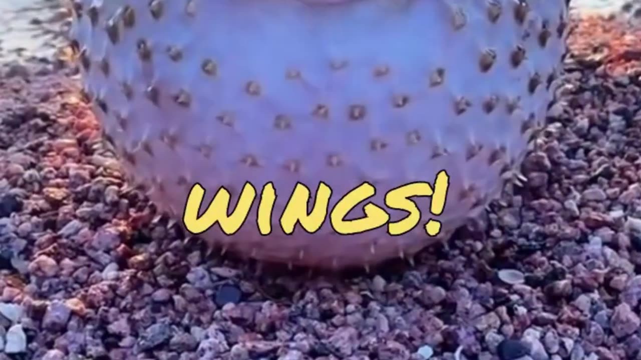 Funny fish video for beach in us 🤣🤣😂😂