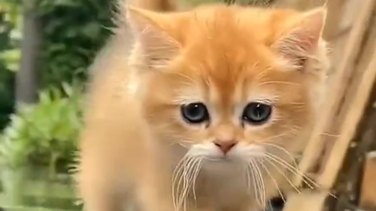 Quite cat's