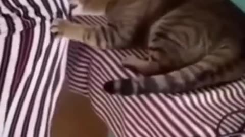 Cat 😺 and dog 🐕