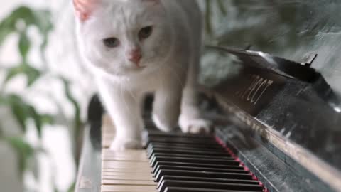 A Cat Walking Over The Piano Keyboard