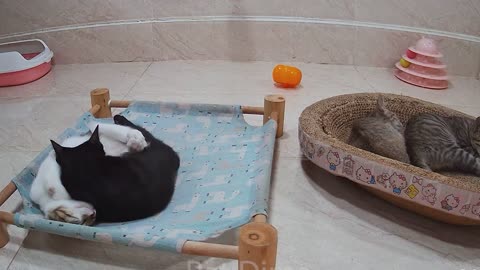 Cute cats funny cats 5