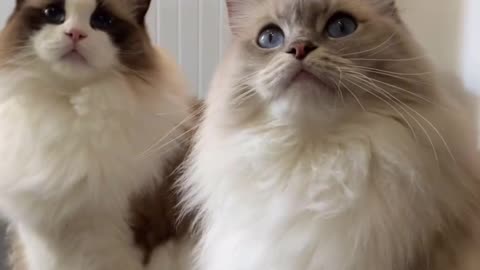 We like you too ❤️🤩😻💝#cats #cat #viral