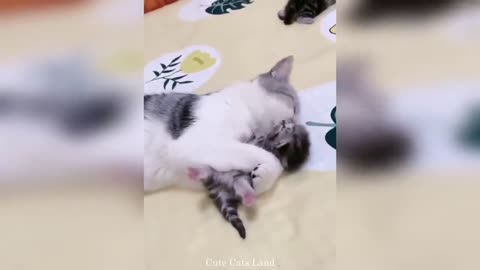 Mother cats