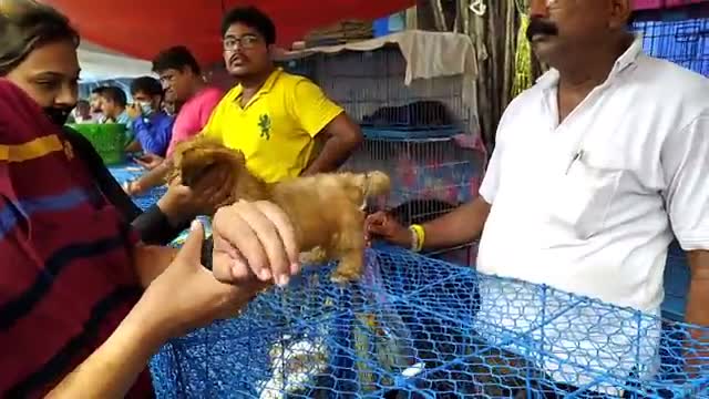 Puppy praise God does