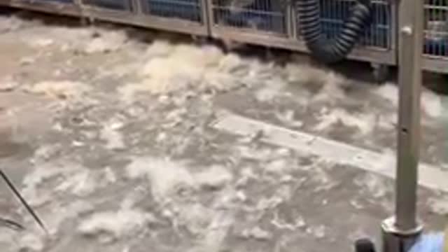 Siberian Husky grooming session leaves massive fur mess