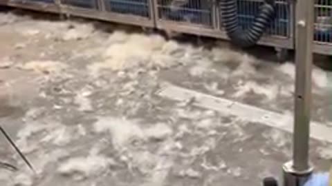 Siberian Husky grooming session leaves massive fur mess