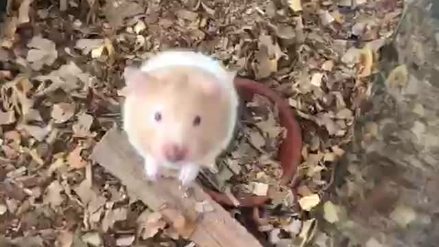 Cute pets for Home Raising