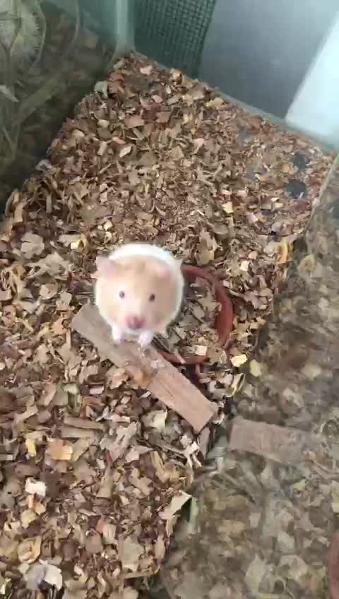 Cute pets for Home Raising