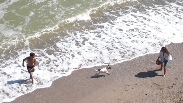 Play Dog on Beach