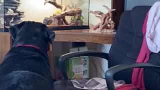 Rottie Notices New Pets