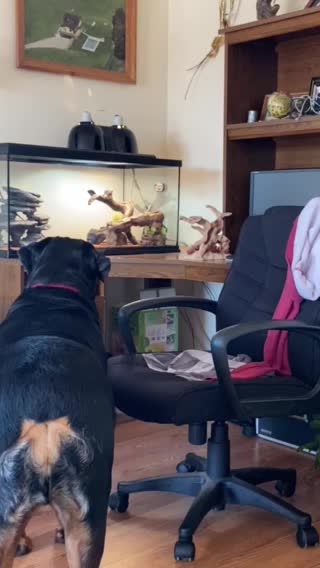 Rottie Notices New Pets