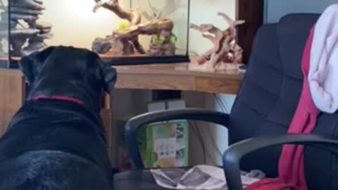 Rottie Notices New Pets