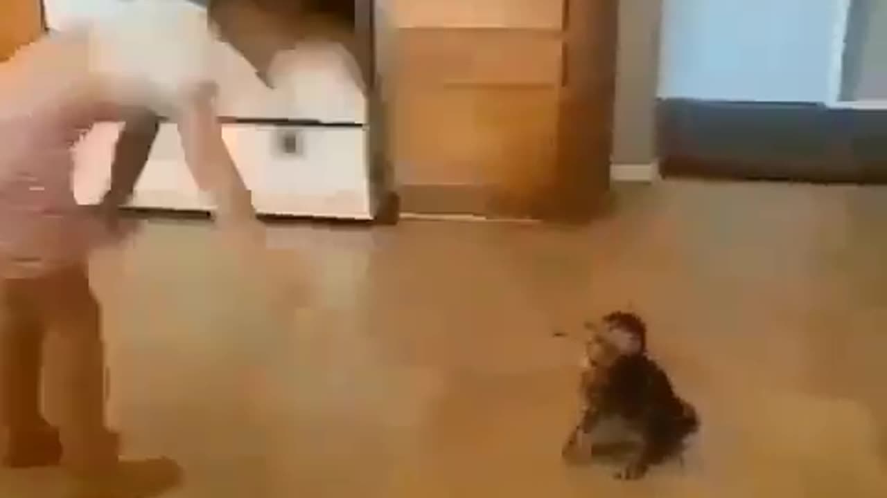 How it is possible for kitten to do the same.