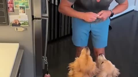 I made a BIG dog training mistake 🧀