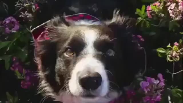 A year in the life of a snoot.... **cute**