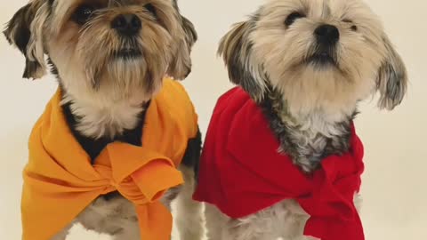 Little pet ready enjoy birthday