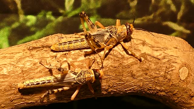 Two grasshoppers on the tree
