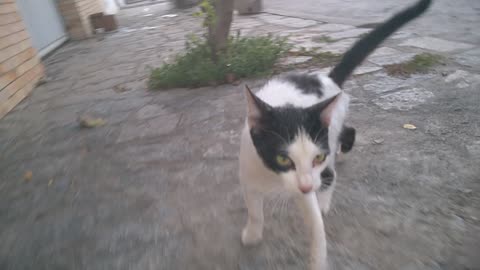 THE STREET CAT CAME AND STAYED IN MY HOUSE-4