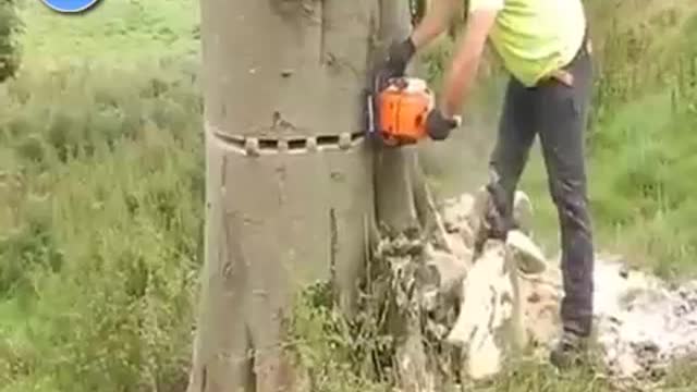 Cutting big tree-How to cut long big Tree #shorts