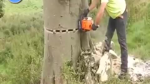 Cutting big tree-How to cut long big Tree #shorts