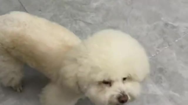 Little Baby Cute Dog Funny Compilation