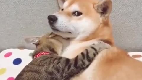 Adorable Shiba Inu and cat's daily routine