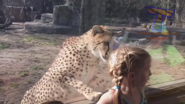 FORGET CATS Funny KIDS vs ZOO ANIMALS are WAY FUNNIER TRY NOT TO LAUGH