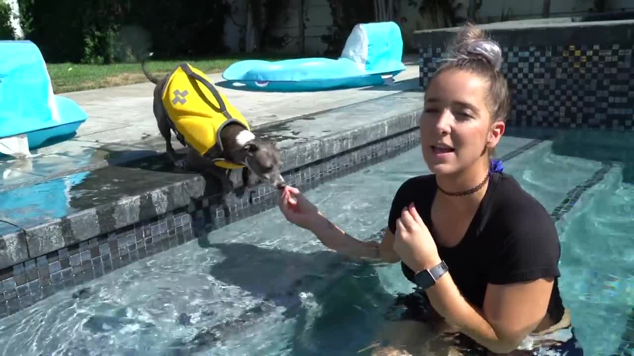 Dog Training, Swimming