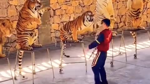 Tiger 🐅 🐯 Traning Tiger 🐅 Master sercus Tiger 🐯 #tiger #shorts #trending #viral #tiktok #fyp #1k